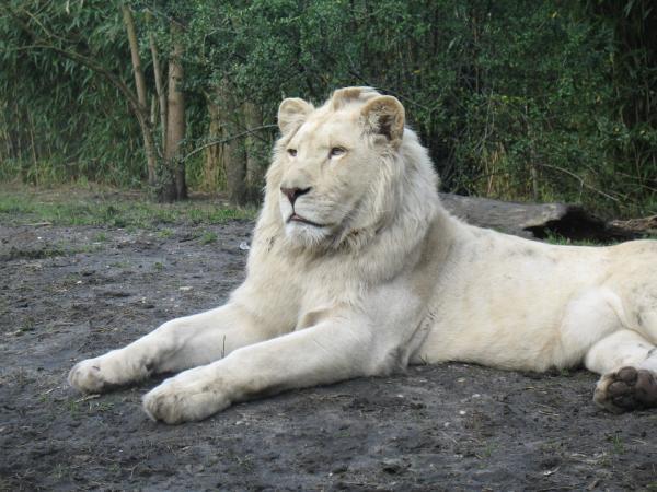 Hvorfor er den hvite løven i fare for å bli utryddet?  - Kjennetegn på den hvite løven og hvor den lever 