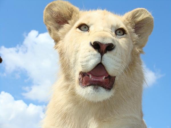 Hvorfor er den hvite løven i fare for å bli utryddet?  - Hvordan hjelpe den hvite løven?