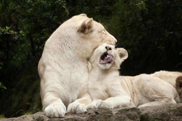 Hvorfor er den hvite løven i fare for å bli utryddet?  - Hvor mange hvite løver er det i verden?