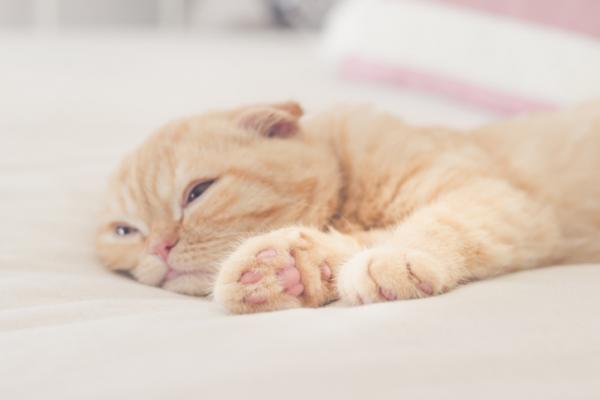 Diaré hos katter - årsaker, behandling og hjemmemedisiner - symptomer på diaré hos katter