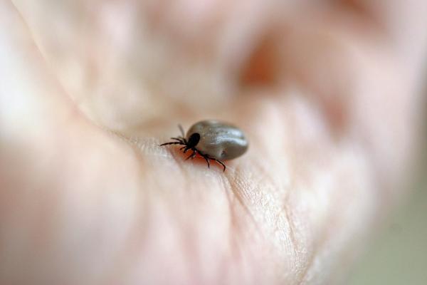 Sykdommer som en flått kan overføre - Lyme sykdom