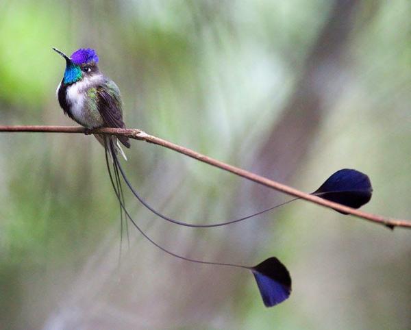 12 dyr i fare for utryddelse i Peru - 12. Fantastisk kolibri 