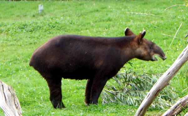 12 dyr i fare for utryddelse i Peru - 7. Andes tapir
