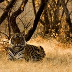 1630671535 326 Bengalsk tiger Habitat og egenskaper