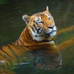 1630671535 364 Bengalsk tiger Habitat og egenskaper