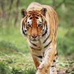 1630671535 481 Bengalsk tiger Habitat og egenskaper