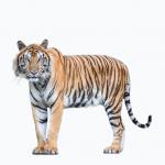 1630671535 61 Bengalsk tiger Habitat og egenskaper