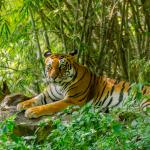 1630671535 688 Bengalsk tiger Habitat og egenskaper