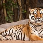 1630671535 697 Bengalsk tiger Habitat og egenskaper
