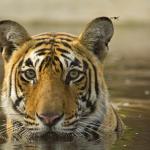 1630671535 888 Bengalsk tiger Habitat og egenskaper