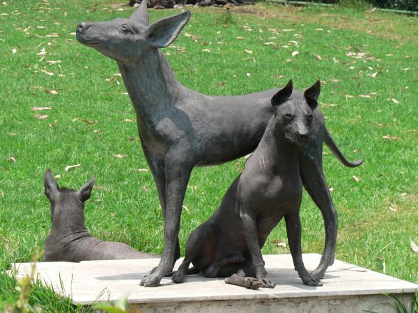 Hårløse hunderaser - 5. Xoloitzcuintle