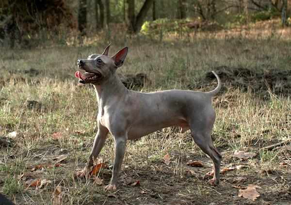 Hårløse hunderaser - 4. Amerikansk hårløs terrier