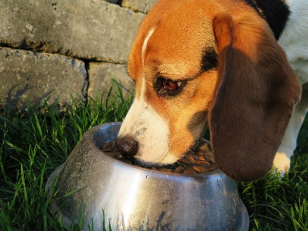 Nyrestein hos hunder - Symptomer og behandling - Behandling av nyrestein hos hunder