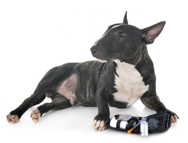 Insulin for hunder - dosering, typer og pris - insulindosering for hunder