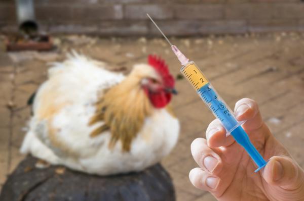 Fuglekopper - Behandling, symptomer og smitte - Fuglekopper: vaksine