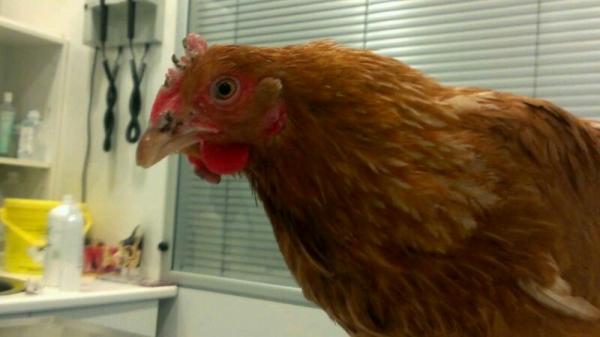 Fuglekopper - Behandling, symptomer og smitte - Fuglekopper hos kyllinger: symptomer