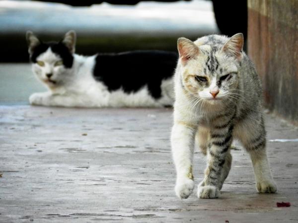 Sykdommer som en herreløs katt kan overføre - Cat scratch disease