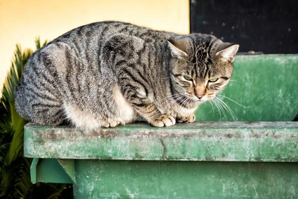 Sykdommer som en herreløs katt kan overføre - Rabies