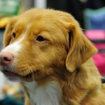 1630676520 274 Nova Scotia and tolling retriever