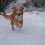 1630676520 331 Nova Scotia and tolling retriever