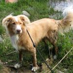 1630676520 423 Nova Scotia and tolling retriever