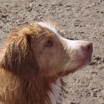 1630676520 490 Nova Scotia and tolling retriever