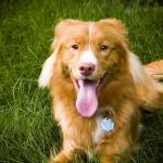 1630676520 683 Nova Scotia and tolling retriever