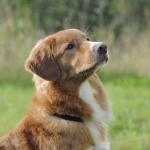 1630676520 774 Nova Scotia and tolling retriever