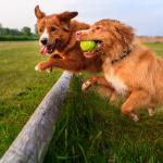 1630676520 897 Nova Scotia and tolling retriever