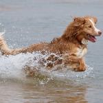 1630676520 956 Nova Scotia and tolling retriever