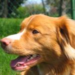 1630676520 966 Nova Scotia and tolling retriever