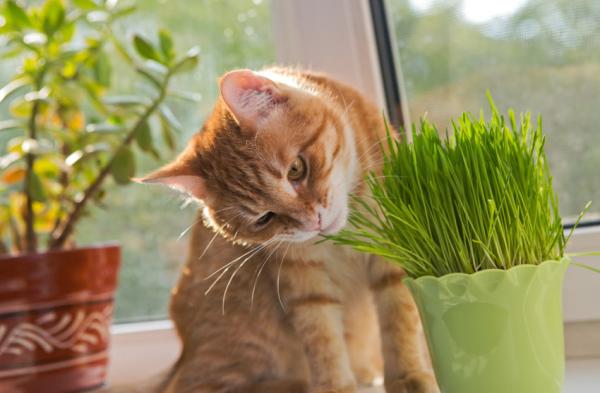 Hvordan forhindre katten min i å spise plantene?  - Tilbyr kattgress