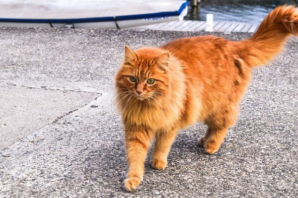 Oransje kattenavn - For hannkatter er det et personlighetsproblem