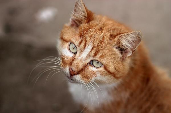 Orange kattnavn - For hunkatter, lenge leve gleden!