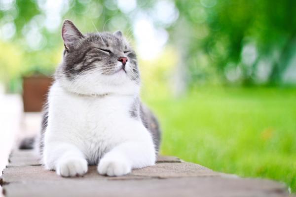 Plateepitelkarsinom hos katter - Symptomer og behandling - Hva er plateepitelkarsinom hos katter?
