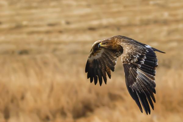 Dyr i fare for utryddelse i Europa - Steppe Eagle (Aquila nipalensis)