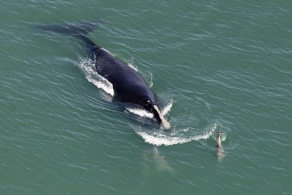 Dyr i fare for utryddelse i Europa - Glacial Right Whale (Eubalaena glacialis)