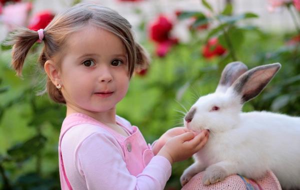 Sterilisering av kaniner - Omsorg og råd - Siste råd