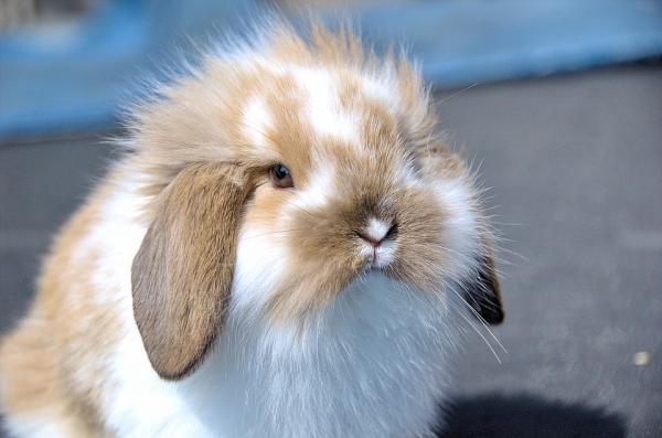 Sterilisering av kaniner - Omsorg og råd - Hvorfor er det nødvendig å sterilisere kaninen min?