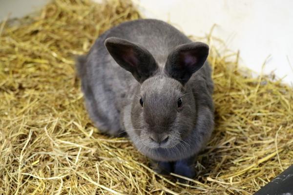 Sterilisering av kaniner - Omsorg og råd - Etterbehandling