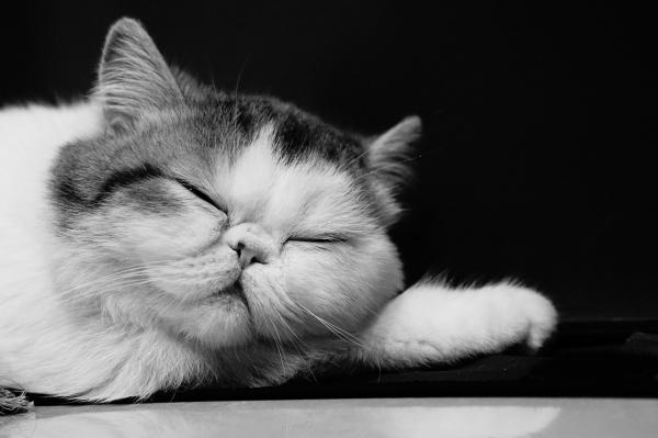Katarakt hos katter - Symptomer og behandling - Behandling av grå stær hos katter