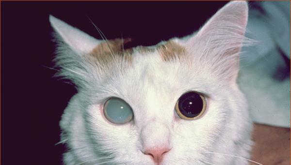 Katarakt hos katter - Symptomer og behandling - Symptomer på grå stær hos katter