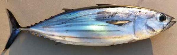 Truede marine dyr - Bluefin tunfisk