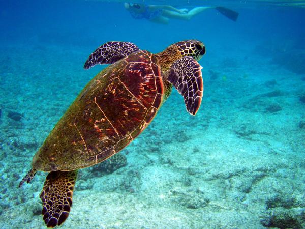 Truede marine dyr - Hawksbill Turtle