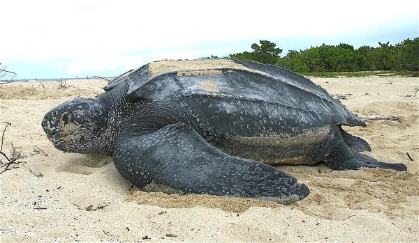 Truede marine dyr - Leatherback Turtle