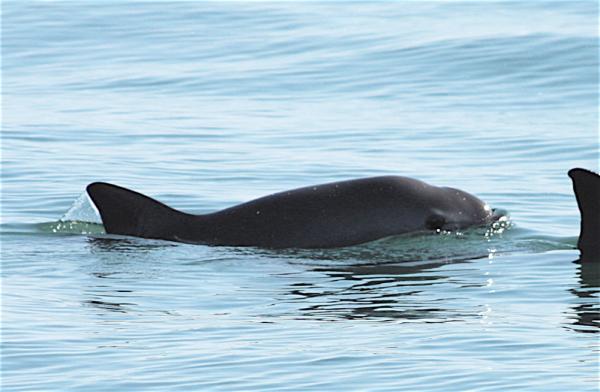 Marinedyr i fare for utryddelse - Vaquita marina