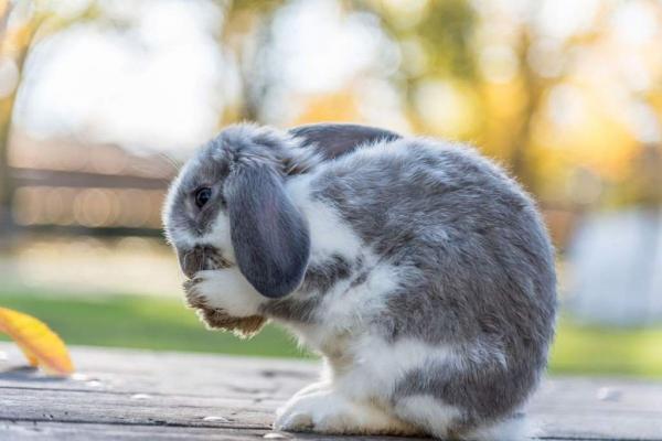 Malt til kaniner - bruk og dosering - Hvordan gi malt til en kanin?