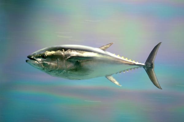 Truet fisk - 13. Bluefin tunfisk
