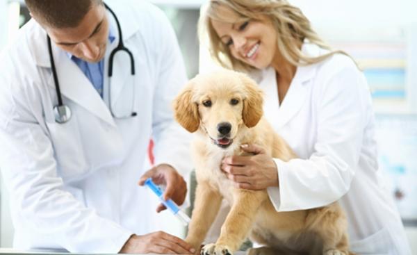 Årsaker til gul avføring hos hunder - Behandling av gul avføring hos hunder