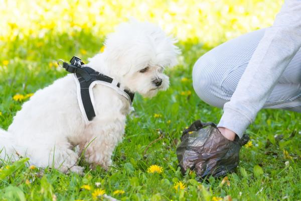 Årsaker til gul avføring hos hunder - forebygging